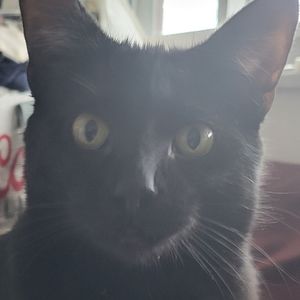 Meet your Posher, Latisha